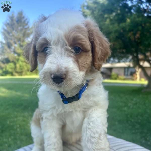 Asher, Mini Aussiedoodle Puppy