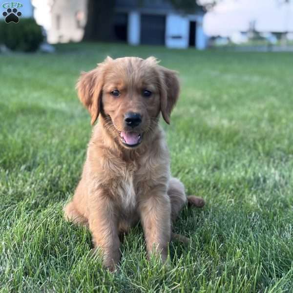 Reya, Golden Retriever Puppy