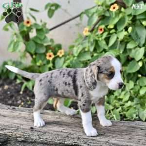 Wendy, Beagle Mix Puppy