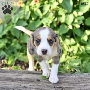 Wendy, Beagle Mix Puppy