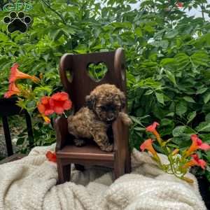 Tarzan, Miniature Poodle Puppy