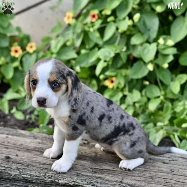 Wendy, Beagle Mix Puppy