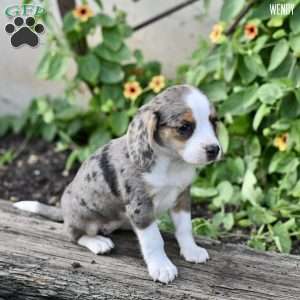 Wendy, Beagle Mix Puppy