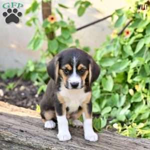 Willy, Beagle Mix Puppy