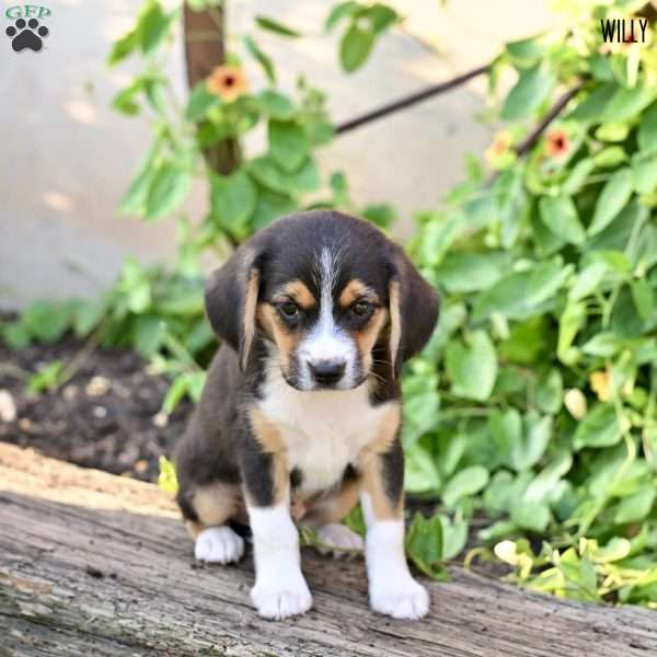 Willy, Beagle Mix Puppy