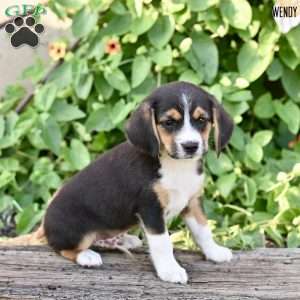 Willy, Beagle Mix Puppy