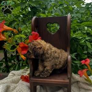 Tarzan, Miniature Poodle Puppy