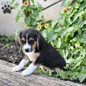 Willy, Beagle Mix Puppy