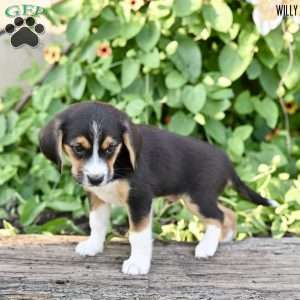 Willy, Beagle Mix Puppy