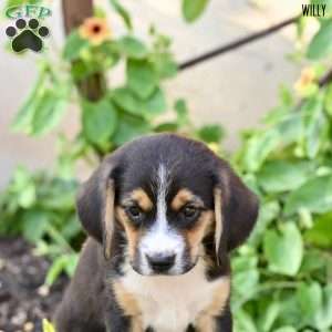 Willy, Beagle Mix Puppy