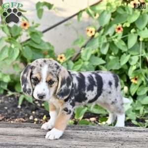 Waldo, Beagle Mix Puppy