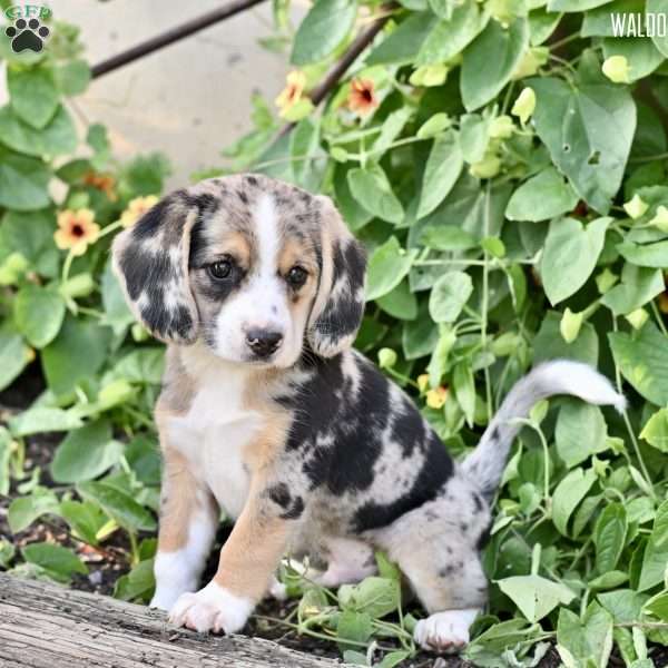 Waldo, Beagle Mix Puppy