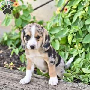 Waldo, Beagle Mix Puppy
