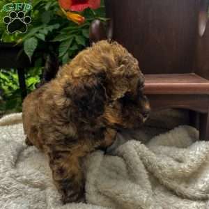 Tarzan, Miniature Poodle Puppy