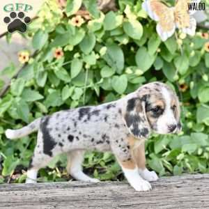 Waldo, Beagle Mix Puppy