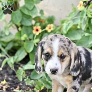Waldo, Beagle Mix Puppy