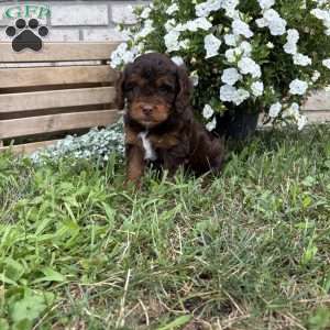 Lilly, Poogle Puppy