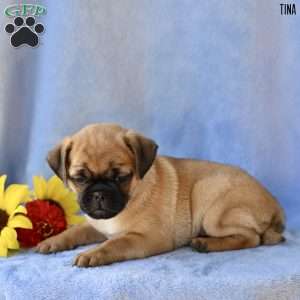 Tina, Jug Puppy