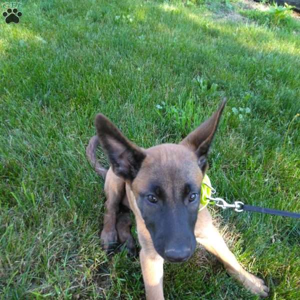 Dakota, Belgian Malinois Puppy