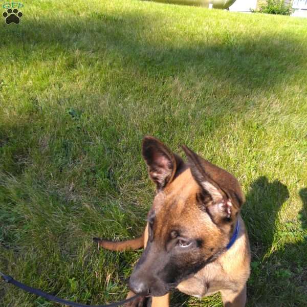 Duke, Belgian Malinois Puppy