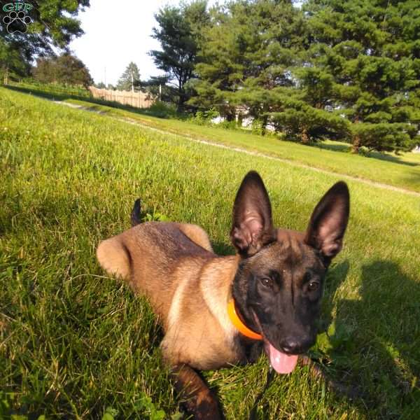 Sierra, Belgian Malinois Puppy