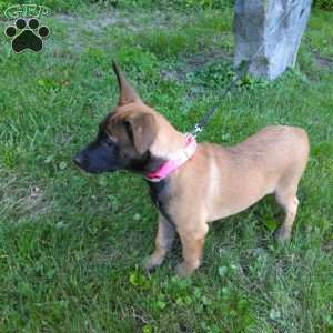 Ivy, Belgian Malinois Puppy
