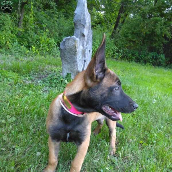 Ivy, Belgian Malinois Puppy