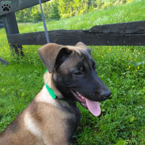 Tessa, Belgian Malinois Puppy