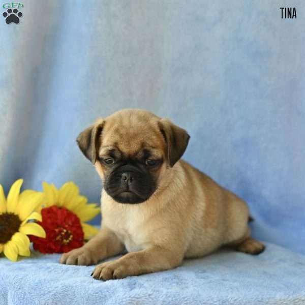 Tina, Jug Puppy
