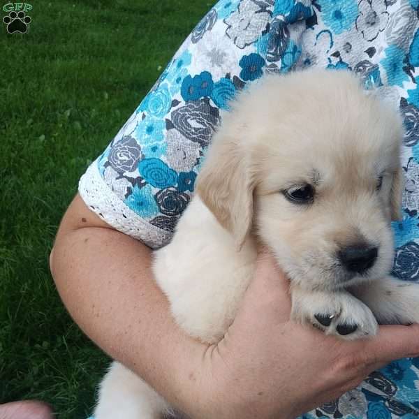 Peter, English Cream Golden Retriever Puppy