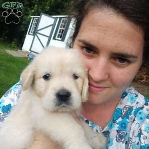 Peter, English Cream Golden Retriever Puppy