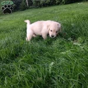 Peter, English Cream Golden Retriever Puppy