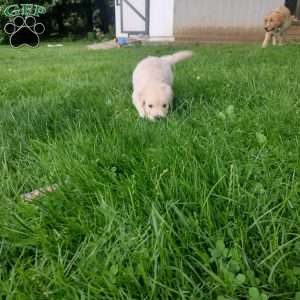 Peter, English Cream Golden Retriever Puppy
