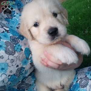 Peter, English Cream Golden Retriever Puppy