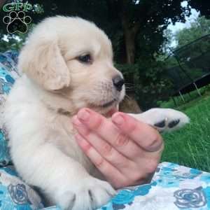 Peter, English Cream Golden Retriever Puppy