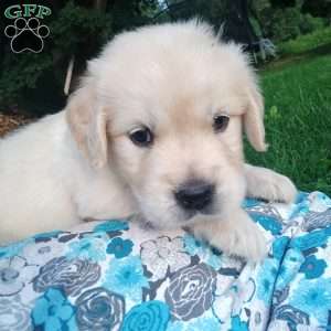 Peter, English Cream Golden Retriever Puppy