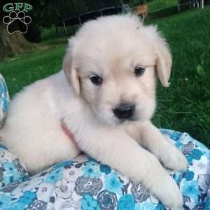 Peter, English Cream Golden Retriever Puppy