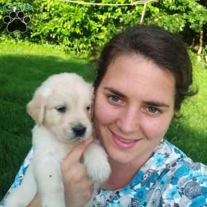 Picasso, English Cream Golden Retriever Puppy