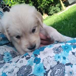 Picasso, English Cream Golden Retriever Puppy