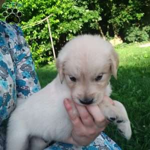 Picasso, English Cream Golden Retriever Puppy