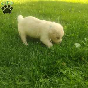 Picasso, English Cream Golden Retriever Puppy