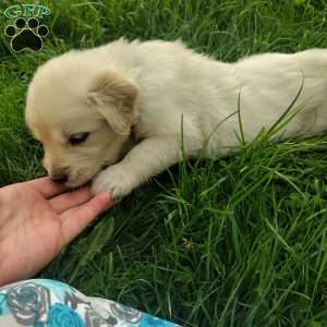 Picasso, English Cream Golden Retriever Puppy