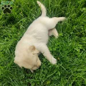 Picasso, English Cream Golden Retriever Puppy