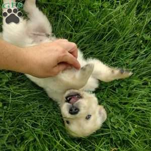 Picasso, English Cream Golden Retriever Puppy