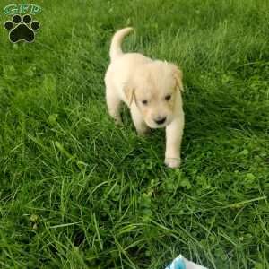 Picasso, English Cream Golden Retriever Puppy