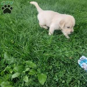 Picasso, English Cream Golden Retriever Puppy