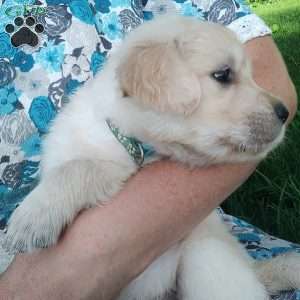 Picasso, English Cream Golden Retriever Puppy