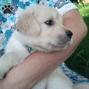 Picasso, English Cream Golden Retriever Puppy