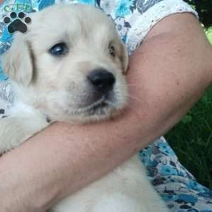 Picasso, English Cream Golden Retriever Puppy