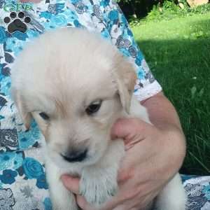 Picasso, English Cream Golden Retriever Puppy